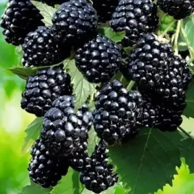 Ежевика АПАЧИ бесшипная  в Речице