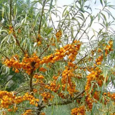 Облепиха ДАР МГУ в Речице