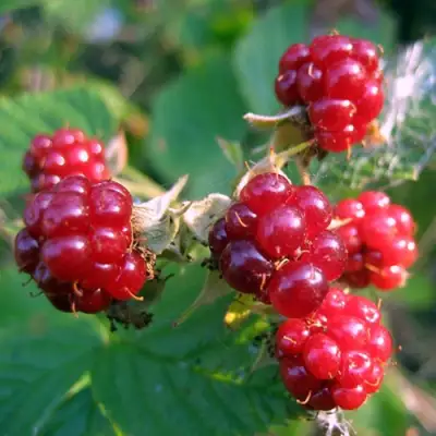 Княженика АСТРА в Речице