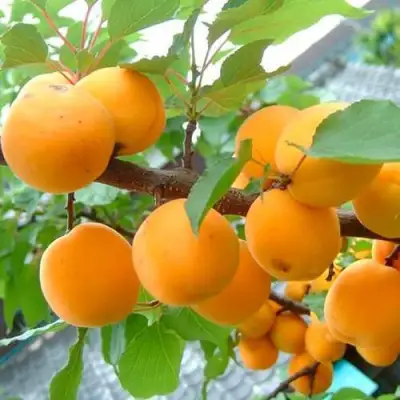 Абрикос ОРИГИНАЛ в Речице