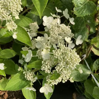 Гортензия ПРИМ ВАЙТ метельчатая в Речице