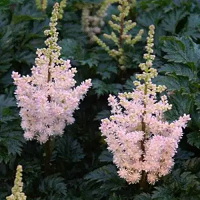 Астильба ЛИЛИПУТ курчавая в Речице