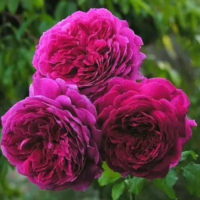 Роза КЕЙТ английская в Речице