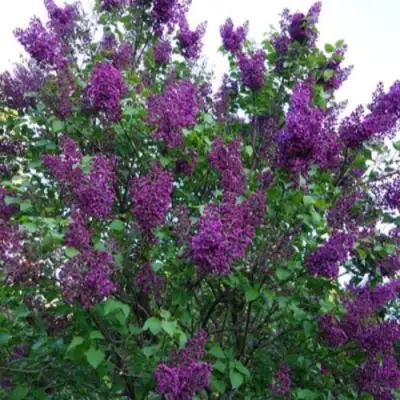 Сирень СУМЕРКИ в Речице