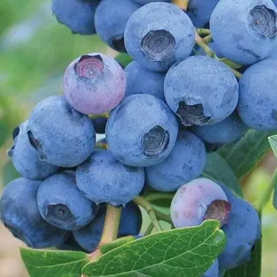 Голубика ЭРЛИБЛЮ в Речице