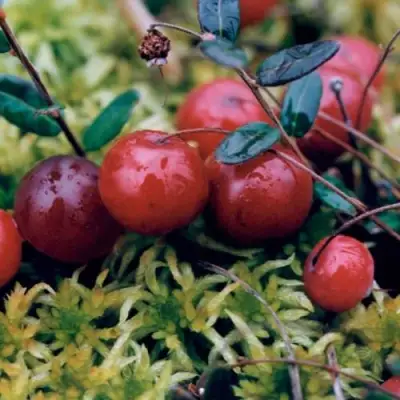 Клюква МАК ФАРЛИН в Речице