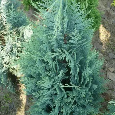 Кипарисовик КОЛУМНАРИС лавсона в Речице