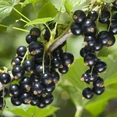 Смородина чёрная ВОЛШЕБНИЦА в Речице