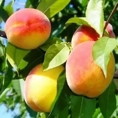Персик ПАМЯТЬ ЛОЙКО в Речице