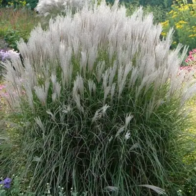 Мискантус КЛЯЙН СИЛЬБЕРСПАЙН китайский  в Речице