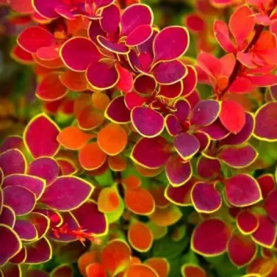 Барбарис ОРАНЖ САНРАЙЗ тунберга в Речице