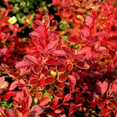 Барбарис КОРАЛ тунберга в Речице