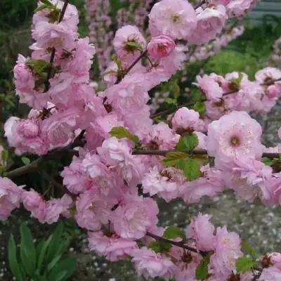 Миндаль ТРЁХЛОПАСТНЫЙ (луизеания) в Речице