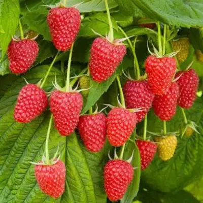 Малина БРУСВЯНА в Речице