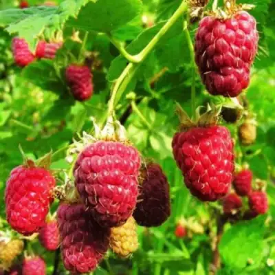 Малина ДЖОАН ДЖИ (ДЖОАН ДЖЕЙ) в Речице