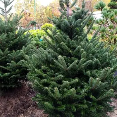 Пихта ФРАЗЕРА в Речице