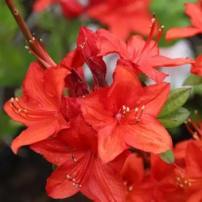 Азалия ПАРКФАЕР листопадная в Речице