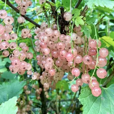 Смородина розовая ГОЛЛАНДСКАЯ РОЗОВАЯ в Речице