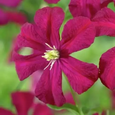 Клематис МАДАМ ДЖУЛИЯ КОРРЕВОН в Речице