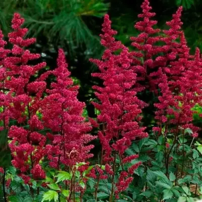 Астильба БУРГУНДИ РЕД Арендса в Речице