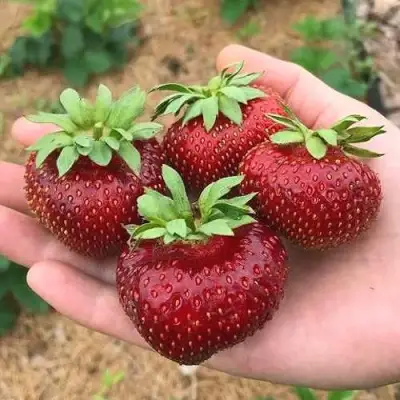 Клубника МАЛЬВИНА в Речице