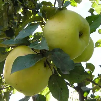 Яблоня АНТОНОВКА ОБЫКНОВЕННАЯ в Речице