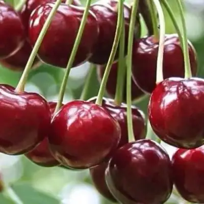 Вишня УЙФЕХЕРТОЙ ФЮРТОШ в Речице