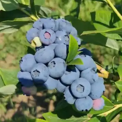 Голубика МЕГАС БЛЮ в Речице