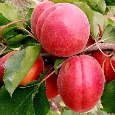 Абрикос РУБИСТА в Речице