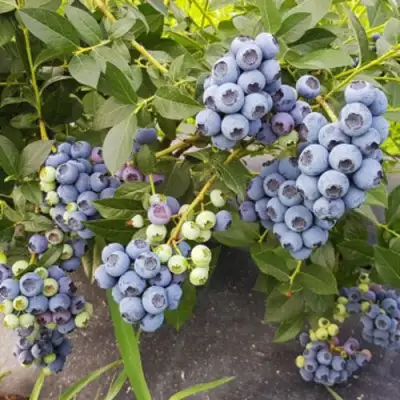 Голубика ОСОРНО в Речице