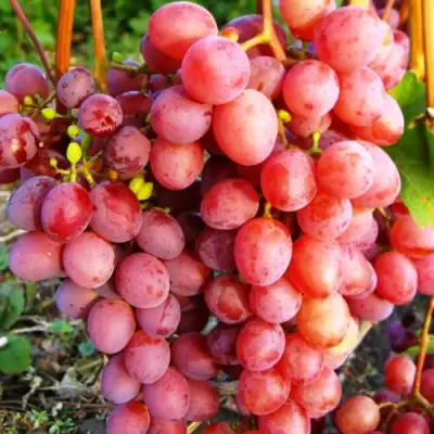 Виноград КИШМИШ КРАСНЫЙ в Речице