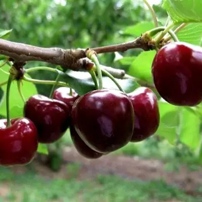 Вишня МОРОЗОВКА в Речице