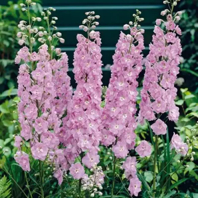 Дельфиниум ПЕТТИКОУТ гибридный в Речице