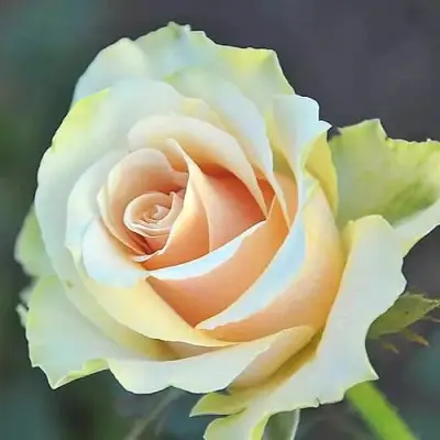 саженцы розы Талея