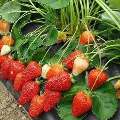 Клубника РОКСАНА в Речице