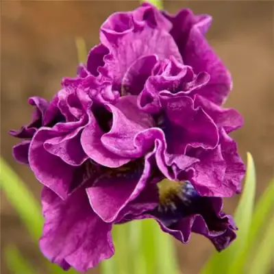 Ирис БАНДЛ ОВ ДЖОЙ сибирский в Речице