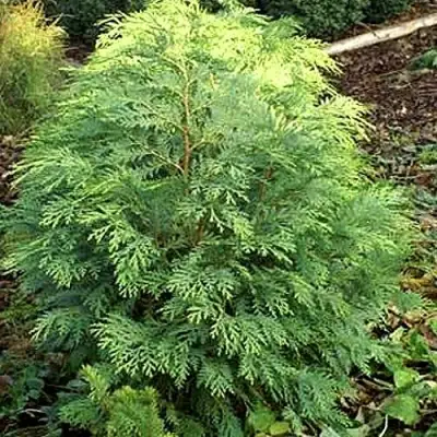 Кипарисовик САНКИСТ лавсона в Речице