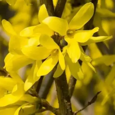 Форзиция ТАРАНДТ промежуточная в Речице