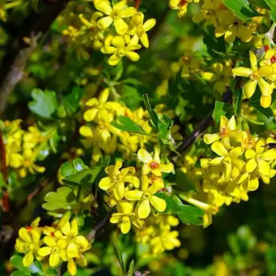 Смородина золотистая ВИШНЕВАЯ в Речице