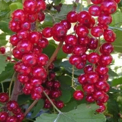 Смородина красная ПУРПУРНАЯ в Речице