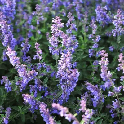 Котовник СИКС ХИЛЛС ГИАНТ в Речице