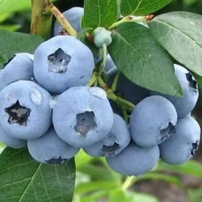 Голубика БЛЮЭТТА в Речице