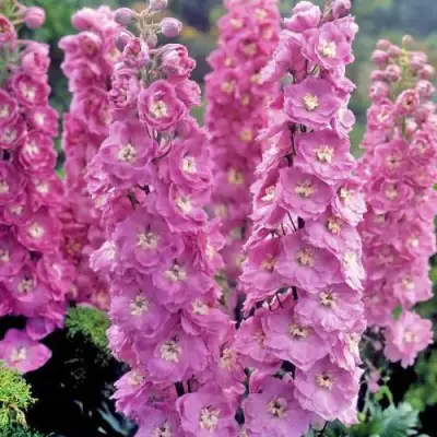 Дельфиниум ДЕЛЬФИС ПИНК ПАУЭ высокий в Речице