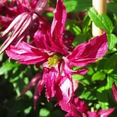 Клематис РОЗАЛИН в Речице