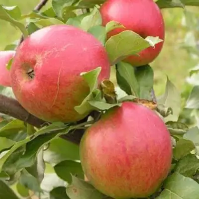 Яблоня АУКСИС в Речице