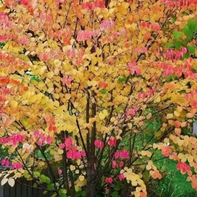 БАГРЯННИК японский в Речице