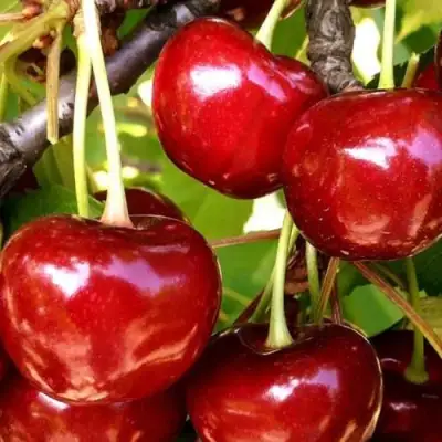 Черешня МИНЧАНКА в Речице