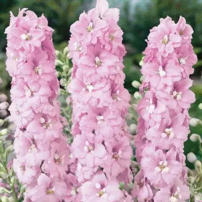 Дельфиниум ПЕТТИКОУТ гибридный в Речице