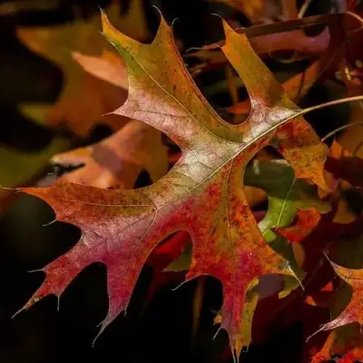 Дуб болотный в Речице