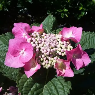 Гортензия БЛАУМАЙС (БЛАУМАЙЗЕ) крупнолистная в Речице